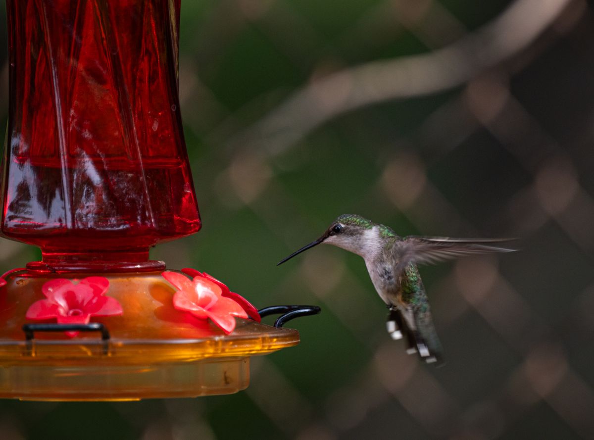 A hummingbird hovers near a vibrant red feeder in a garden.