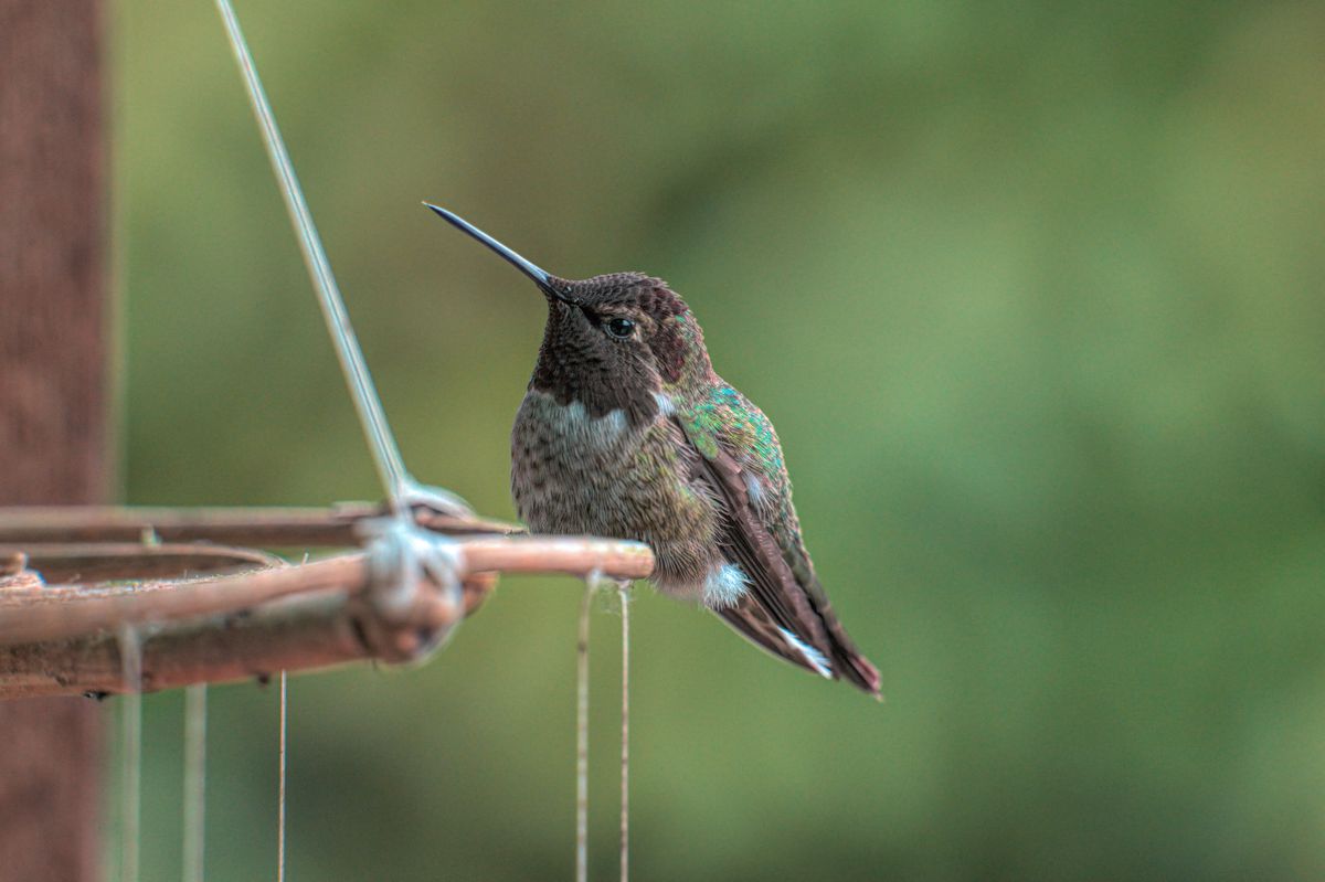 Close-up of Anna's hummingbird resting on a feeder in Lacey, Washington.