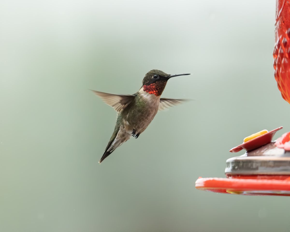 A vibrant ruby-throated hummingbird hovers near a feeder, showcasing its vivid feathers.