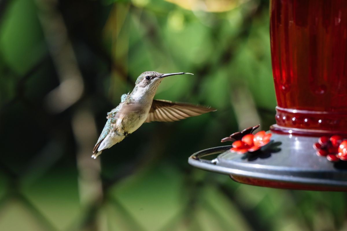 A hummingbird hovers near a bright red feeder outdoors with blurred greenery in the background.
