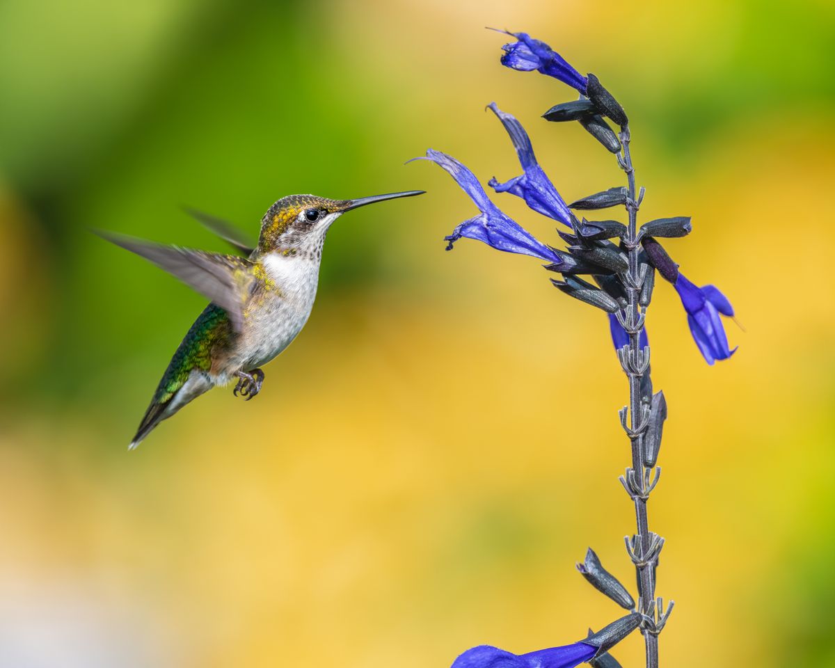 A stunning close-up of a hummingbird hovering near vibrant blue flowers, captured in vivid detail.
