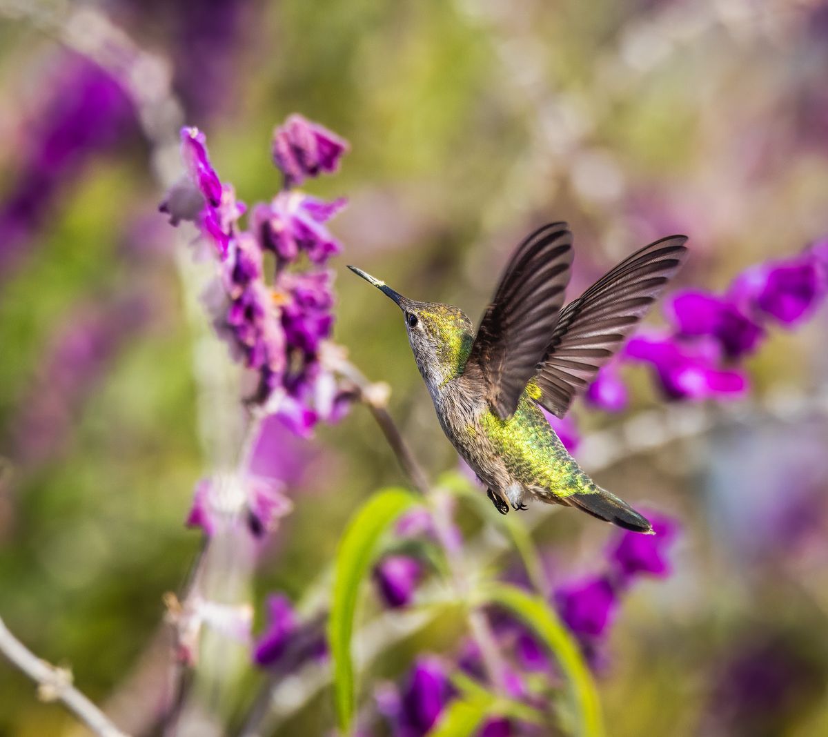 A hummingbird gracefully flutters beside vibrant purple flowers in a natural meadow setting.