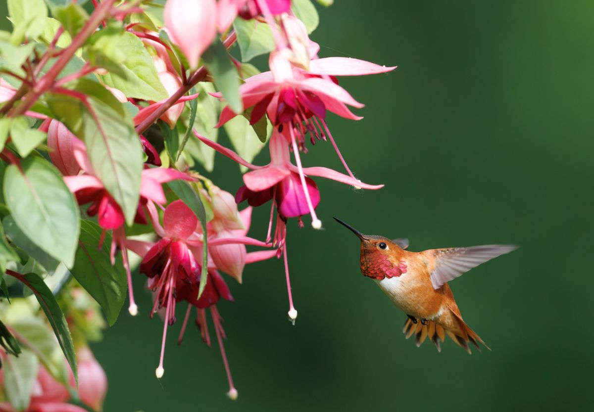 A vibrant hummingbird drinks nectar from pink fuchsia flowers in nature.