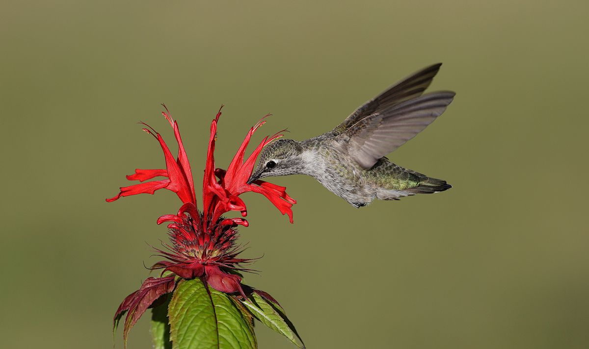 Close-up shot of a hummingbird feeding from a bright red flower outdoors, showcasing nature's beauty.