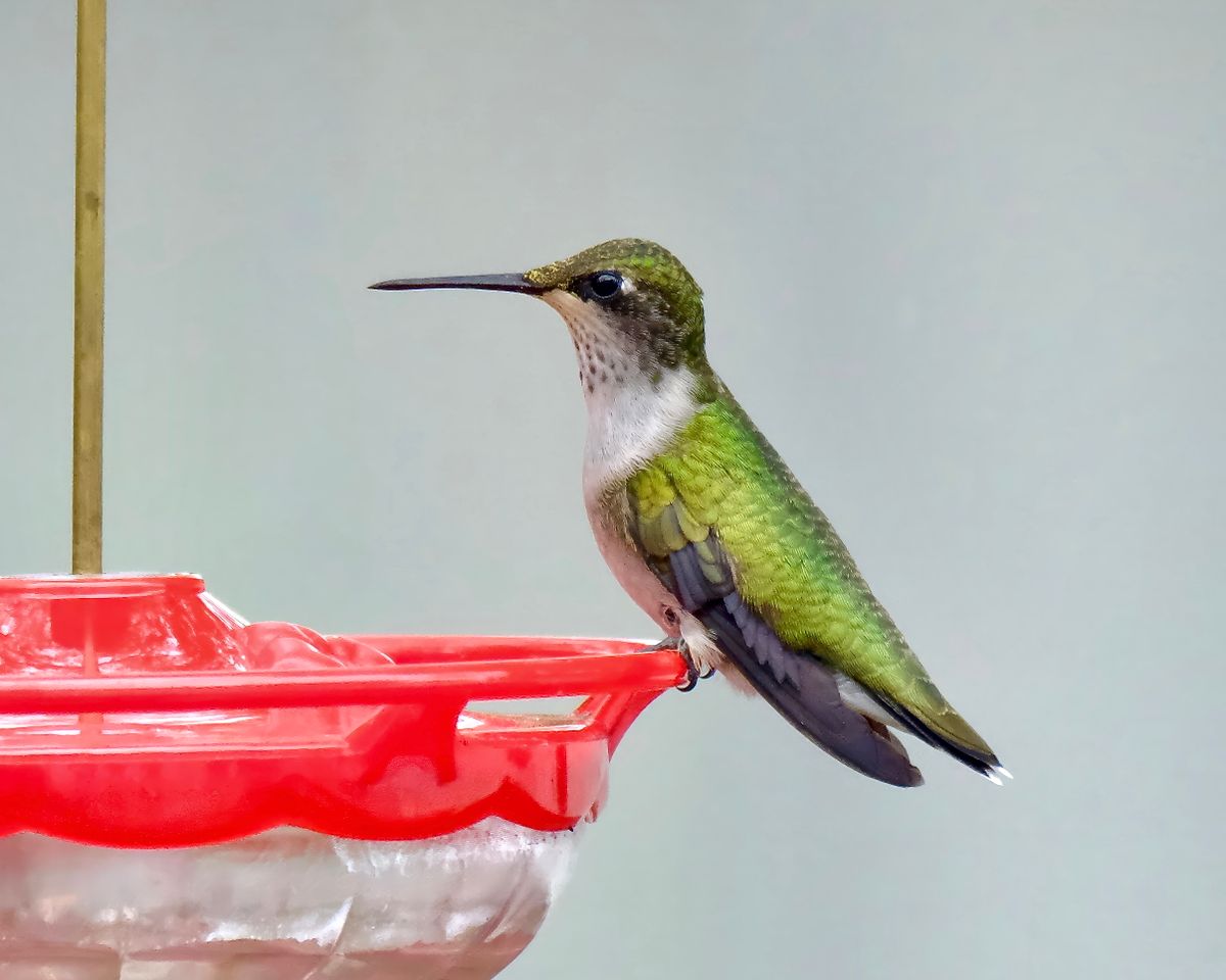 Close-up of a hummingbird perched on a red feeder in Athens, Alabama.