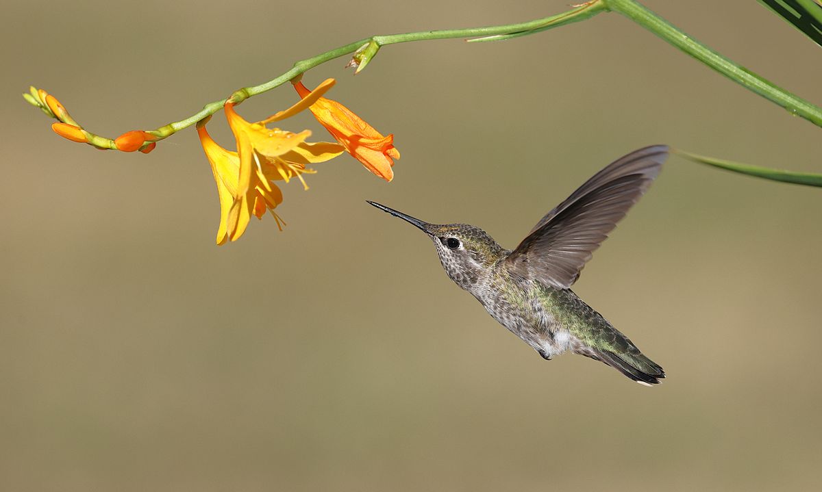 A stunning Anna's hummingbird in flight near a vibrant orange flower, showcasing nature's delicate beauty.