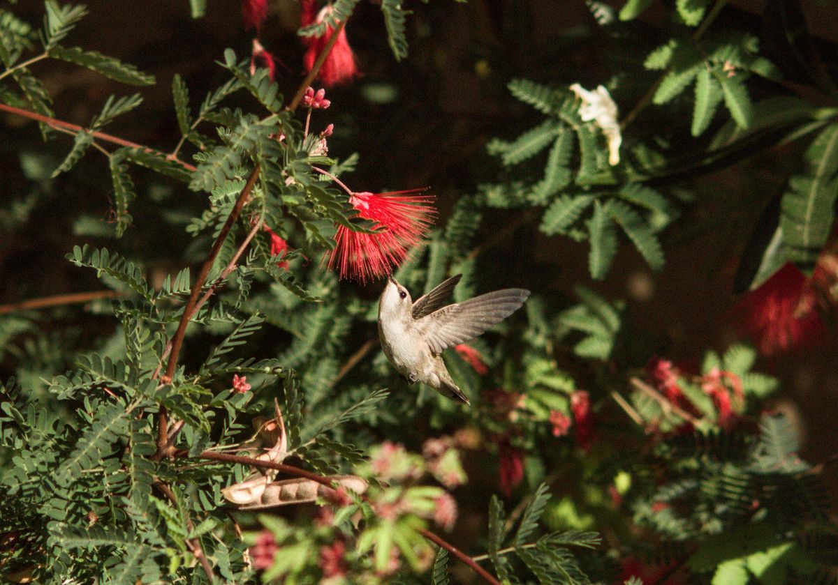 A close-up of a hummingbird feeding on a vibrant red Calliandra flower in natural sunlight.
