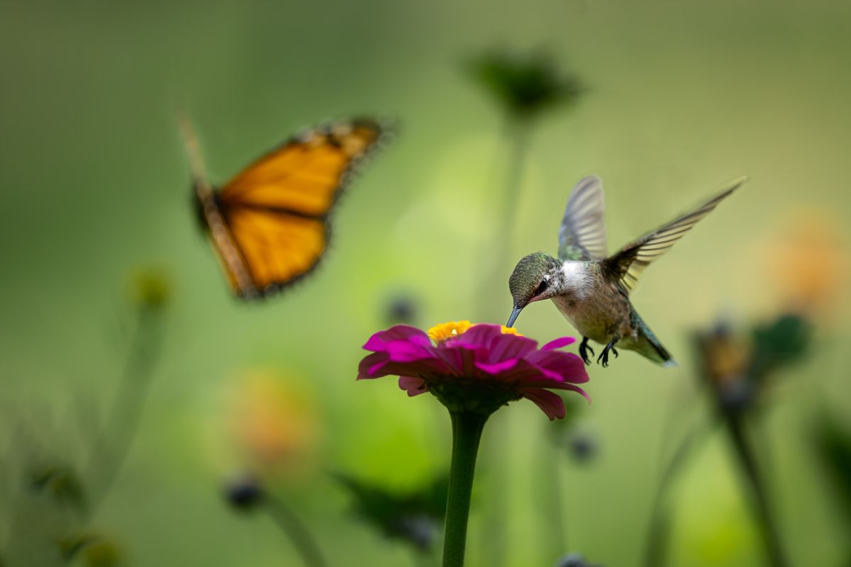 A hummingbird sips nectar while a butterfly floats nearby, amidst vibrant blooms.