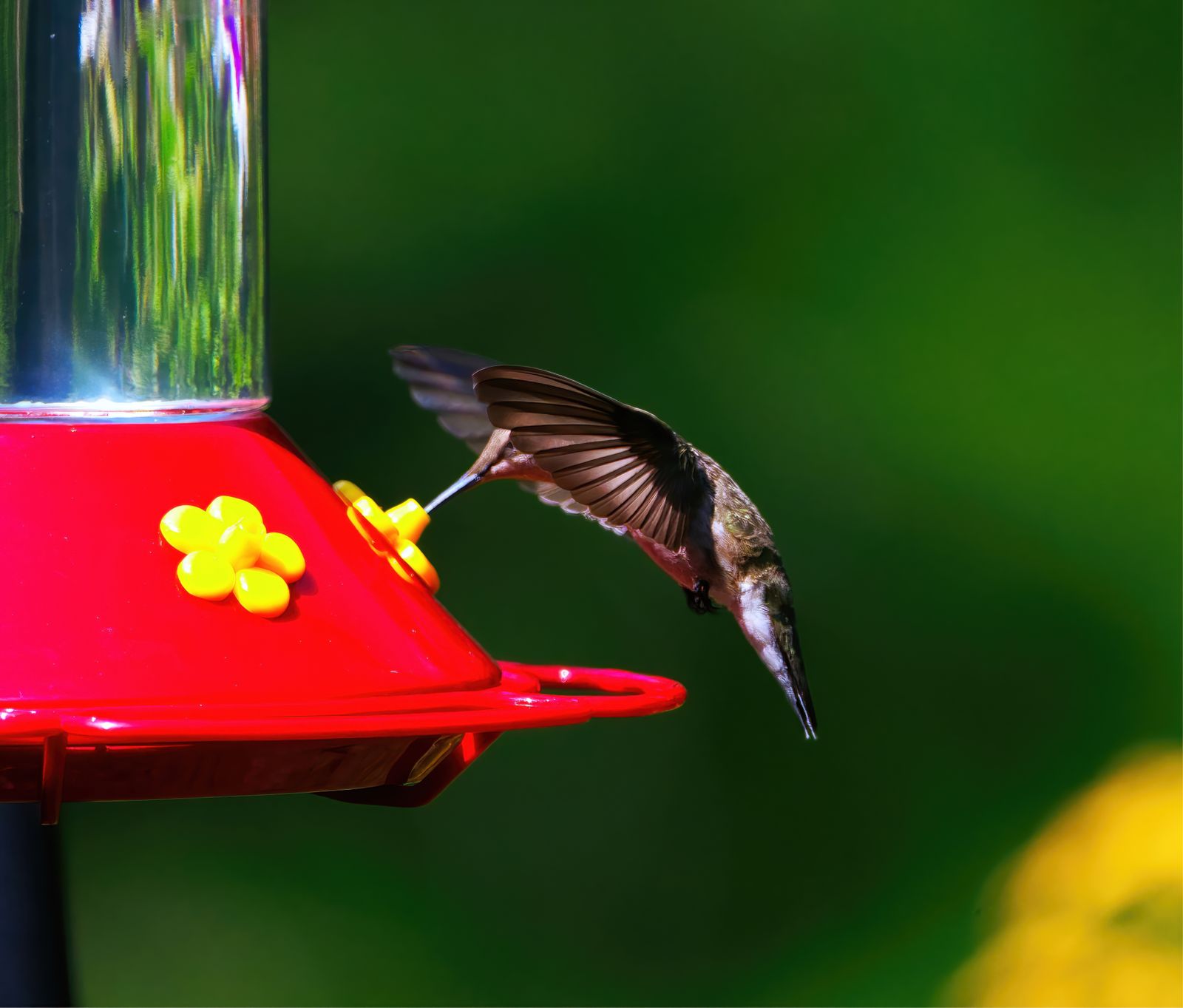 Why One Hummingbird Guards Your Feeder and How to Share the Peace