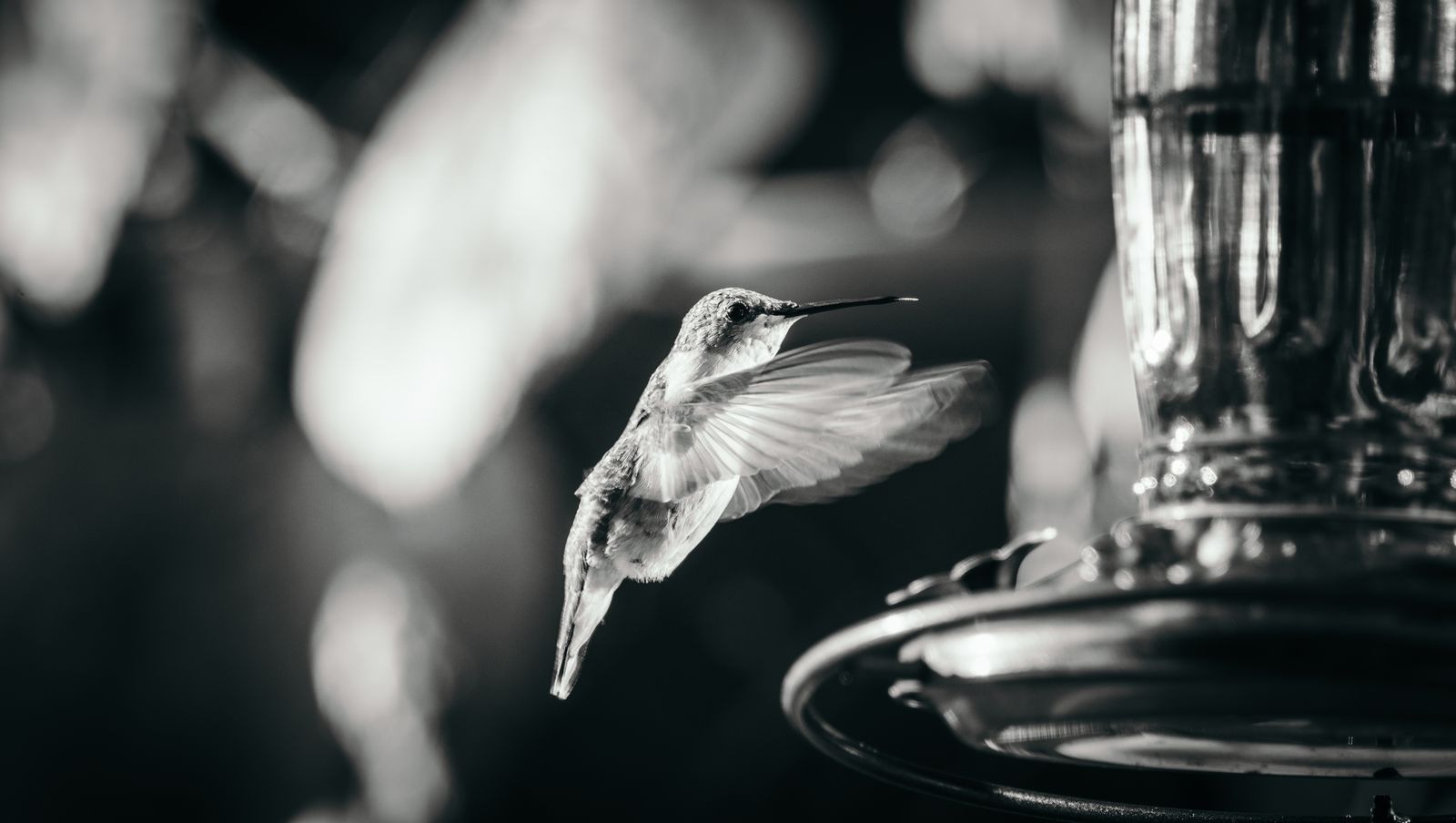 Why One Hummingbird Guards Your Feeder and How to Share the Peace