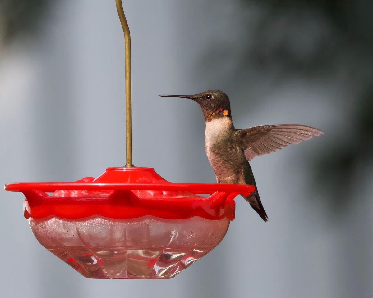 Beautiful Ruby-throated Hummingbird perched at a red feeder, captured outdoors in Athens, Alabama.