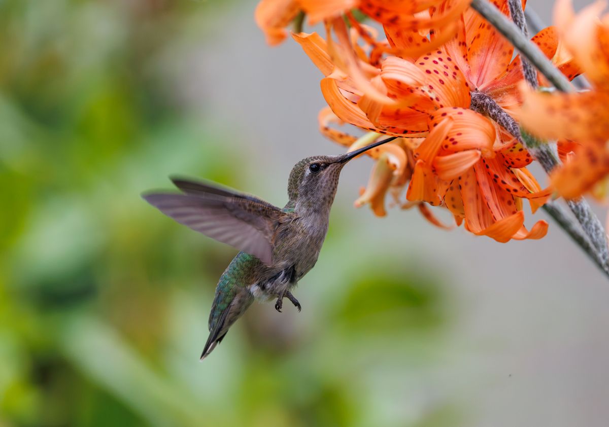 Captivating shot of a hummingbird feeding on a vibrant orange Lilium flower with soft bokeh background.