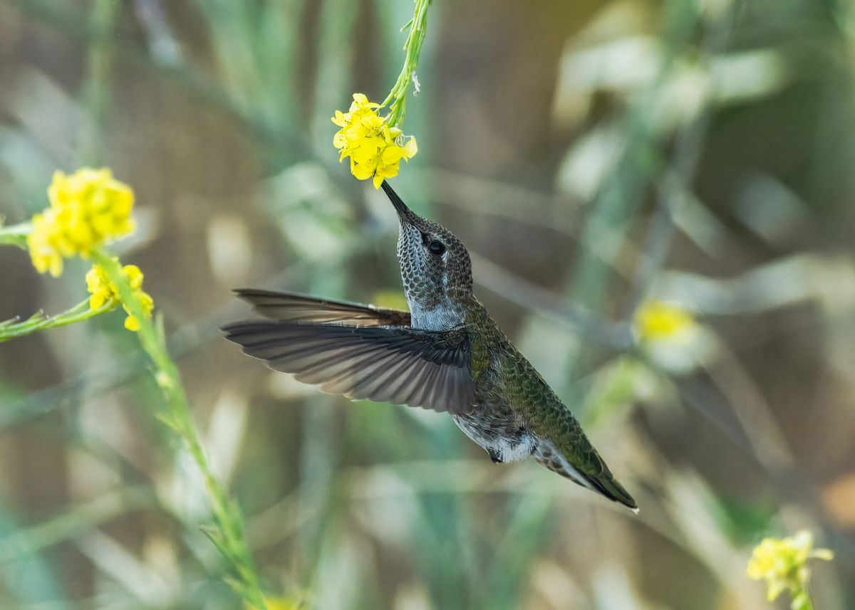 A beautiful hummingbird feeding from a vibrant yellow flower in nature.