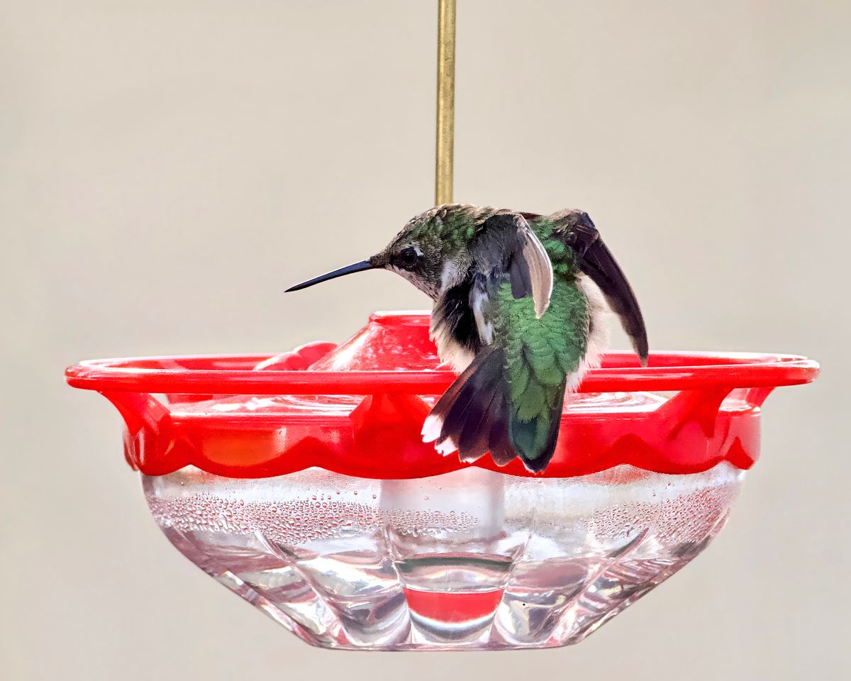 Delicate hummingbird drinking from a vivid red feeder in a tranquil setting.