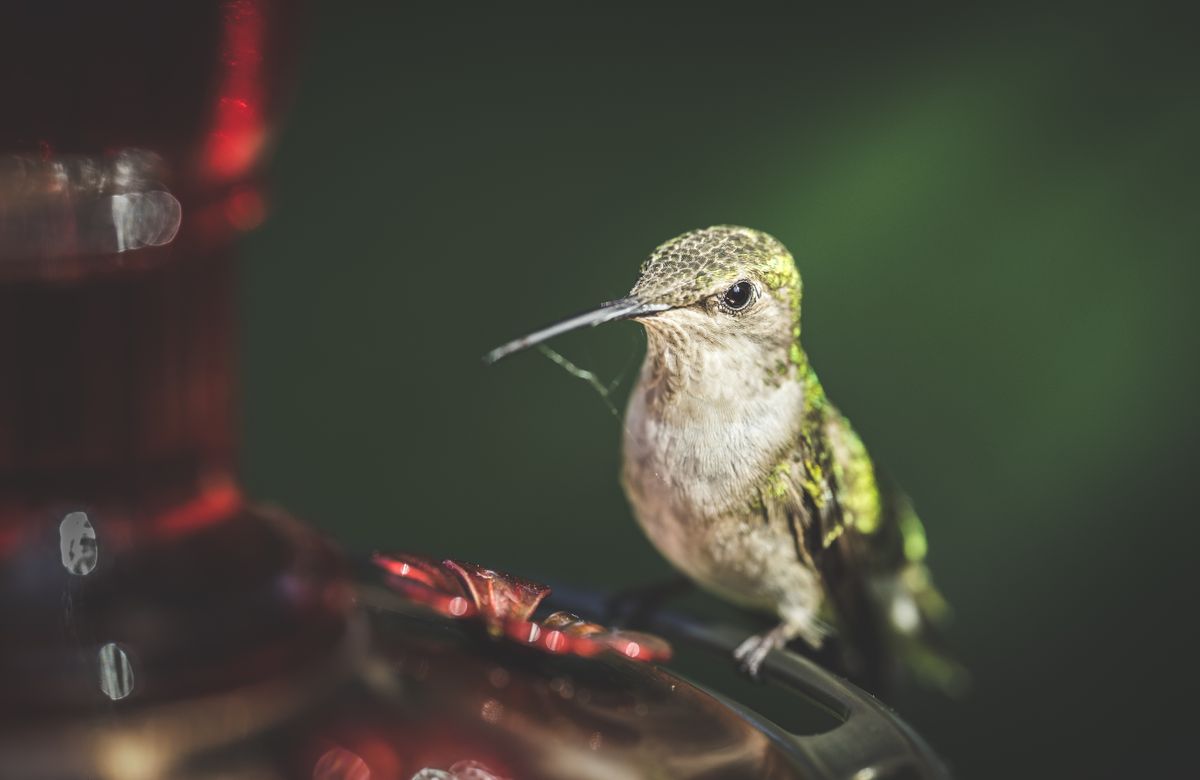 Detailed shot of a hummingbird perched on a feeder, showcasing intricate feather patterns.