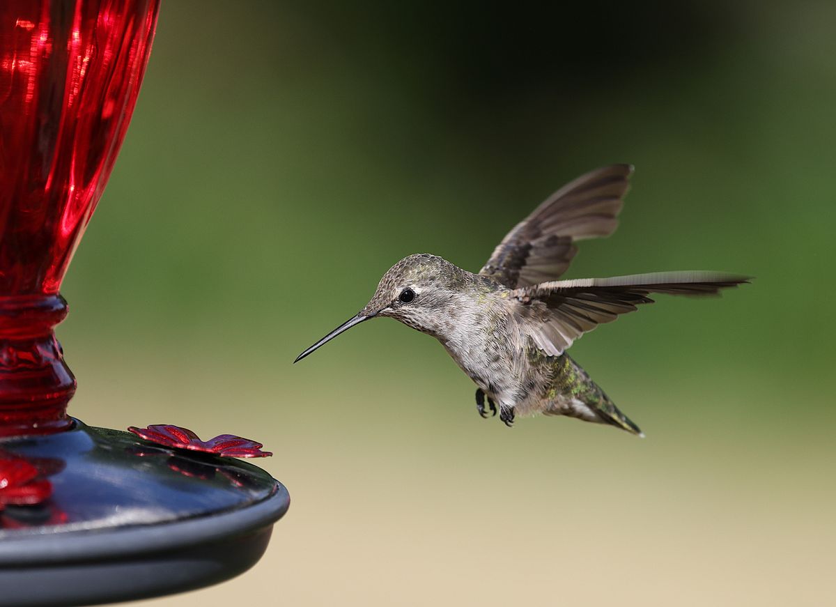 Close-up of an Anna's hummingbird in flight at a feeder, capturing intricate wing detail.