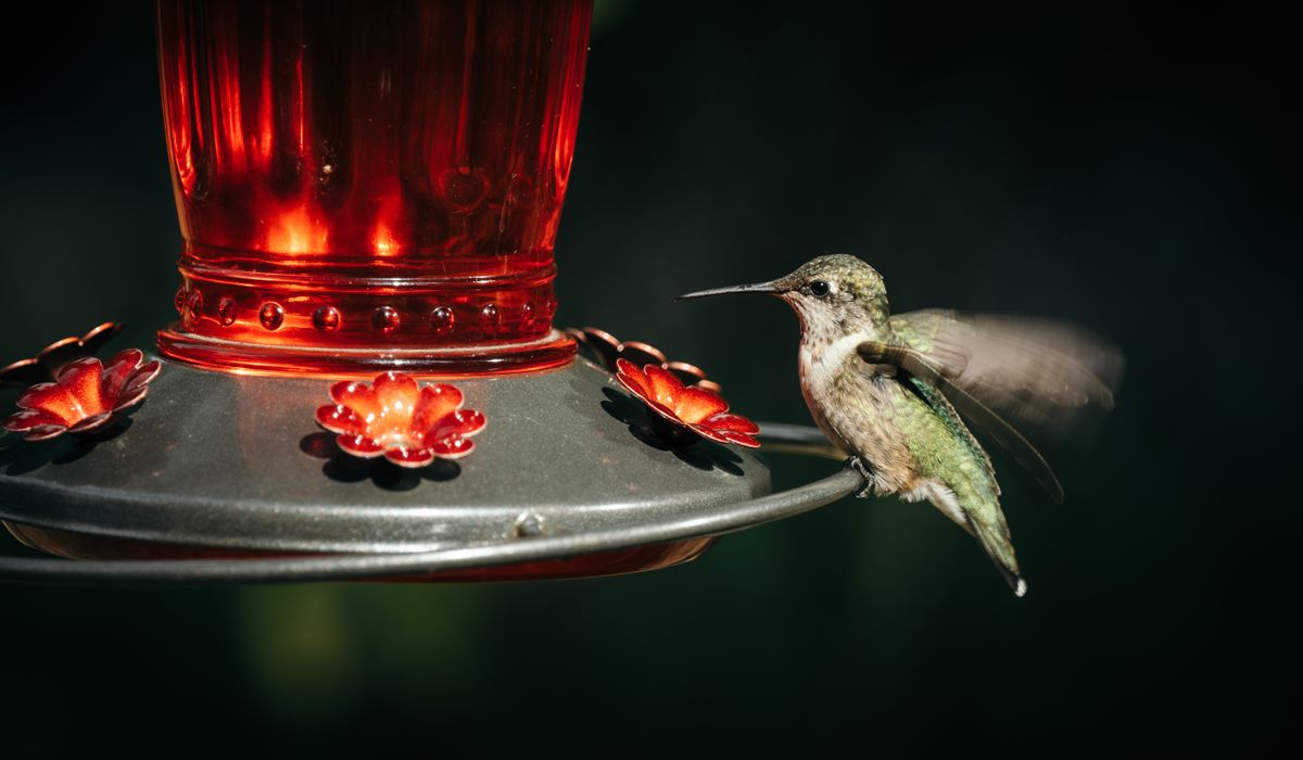 A hummingbird delicately feeding at a bright red feeder. Nature captured in motion.
