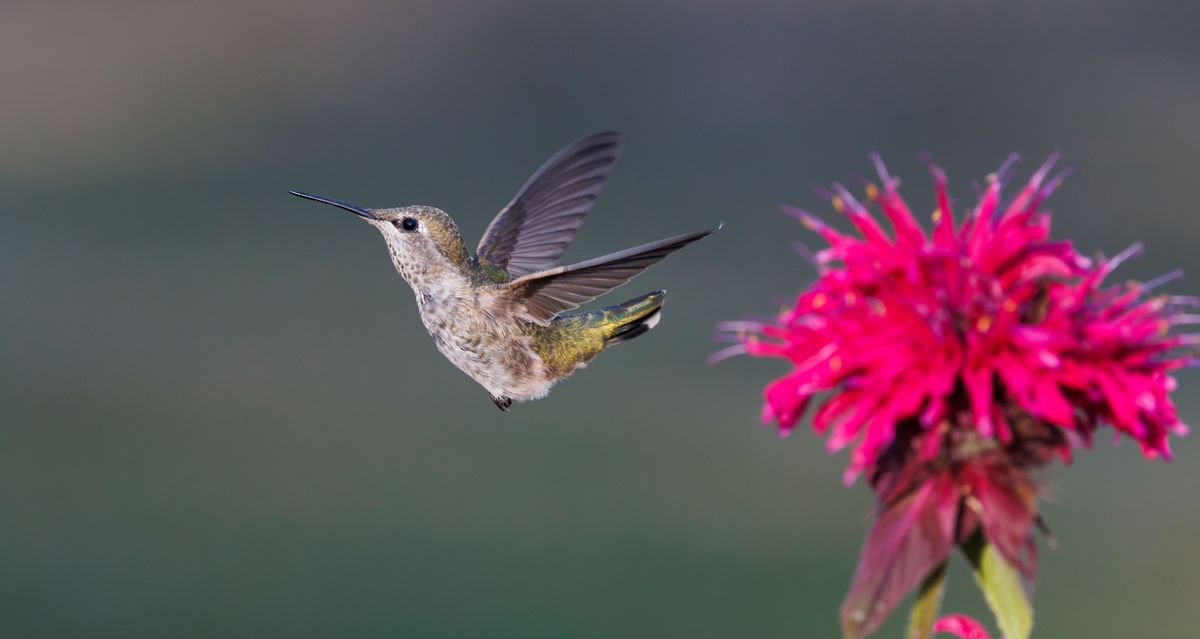A vibrant hummingbird hovers gracefully next to a bright pink flower with a blurred background.