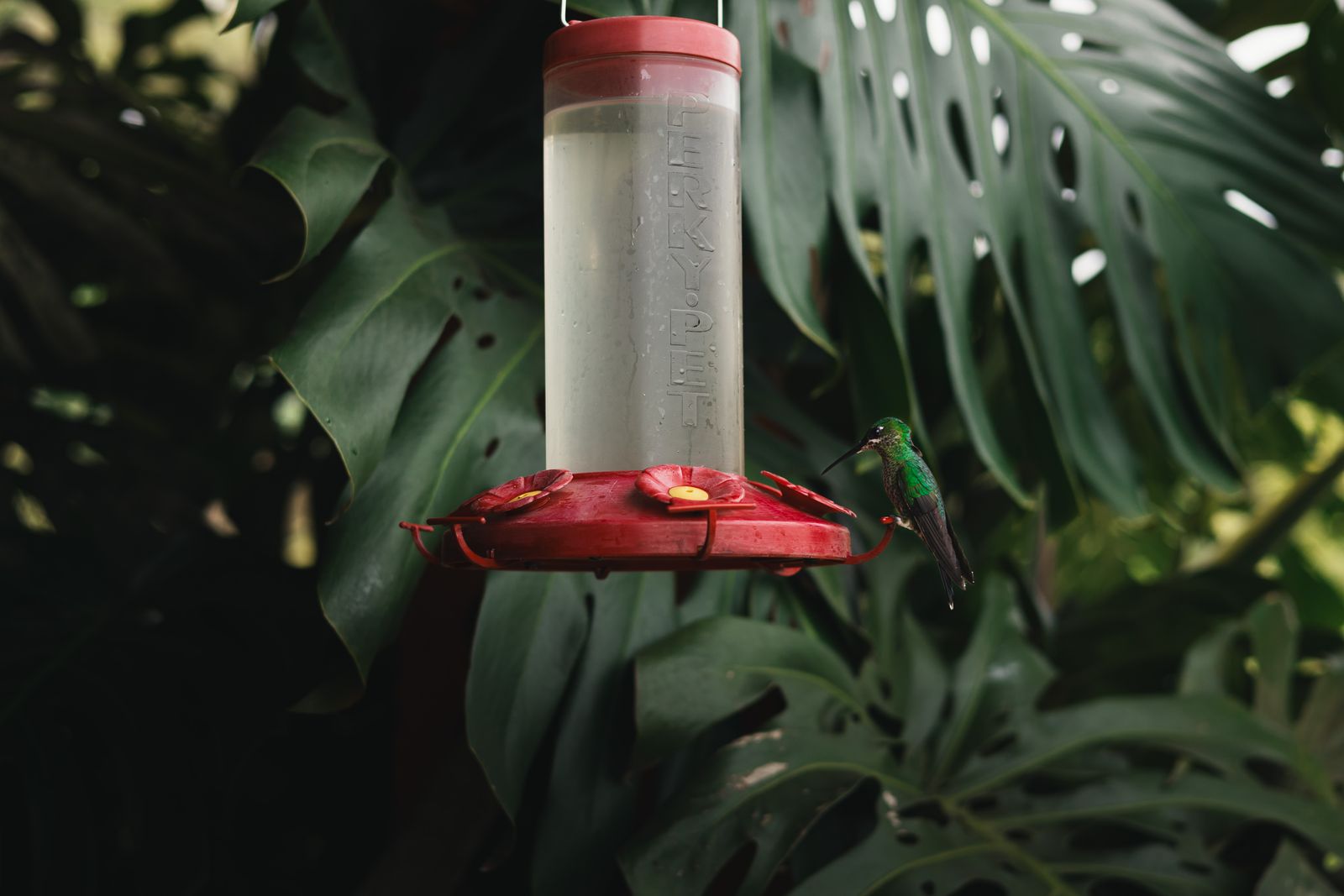 When to Take Your Hummingbird Feeder Down in Fall (and When to Leave It Up All Winter)
