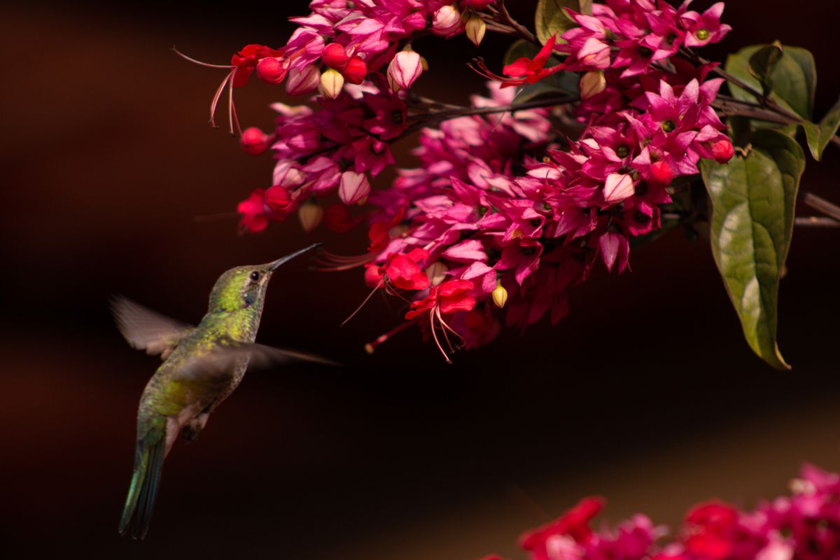 A vibrant hummingbird captured in mid-flight near bright pink flowers, illustrating the beauty of nature.