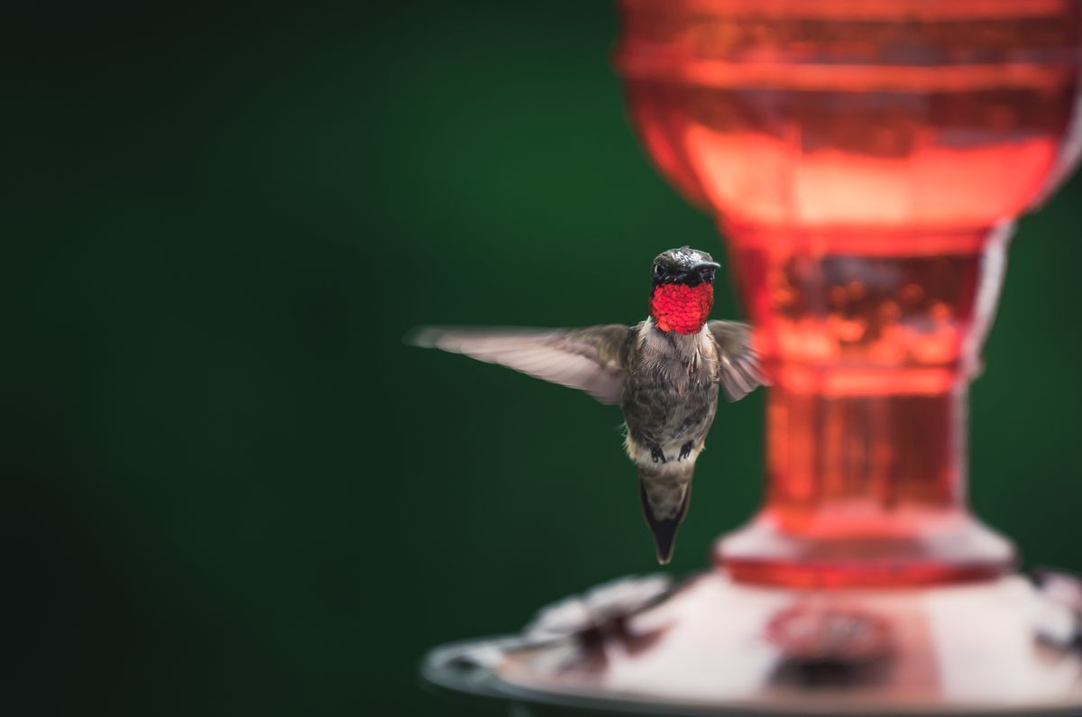 A vivid close-up shot of a Ruby-throated Hummingbird hovering near a feeder.