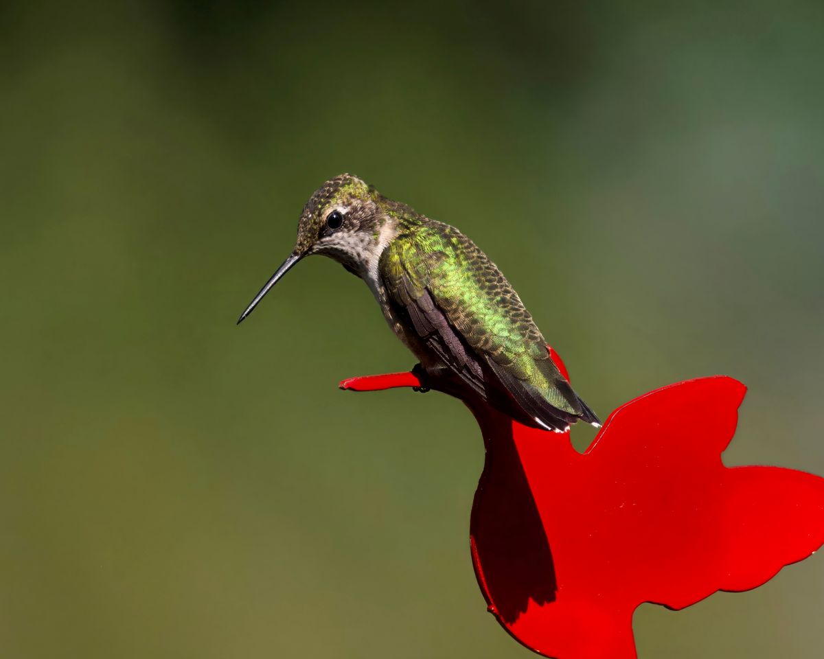 Detailed shot of a hummingbird perched on a red feeder in Athens, Alabama.