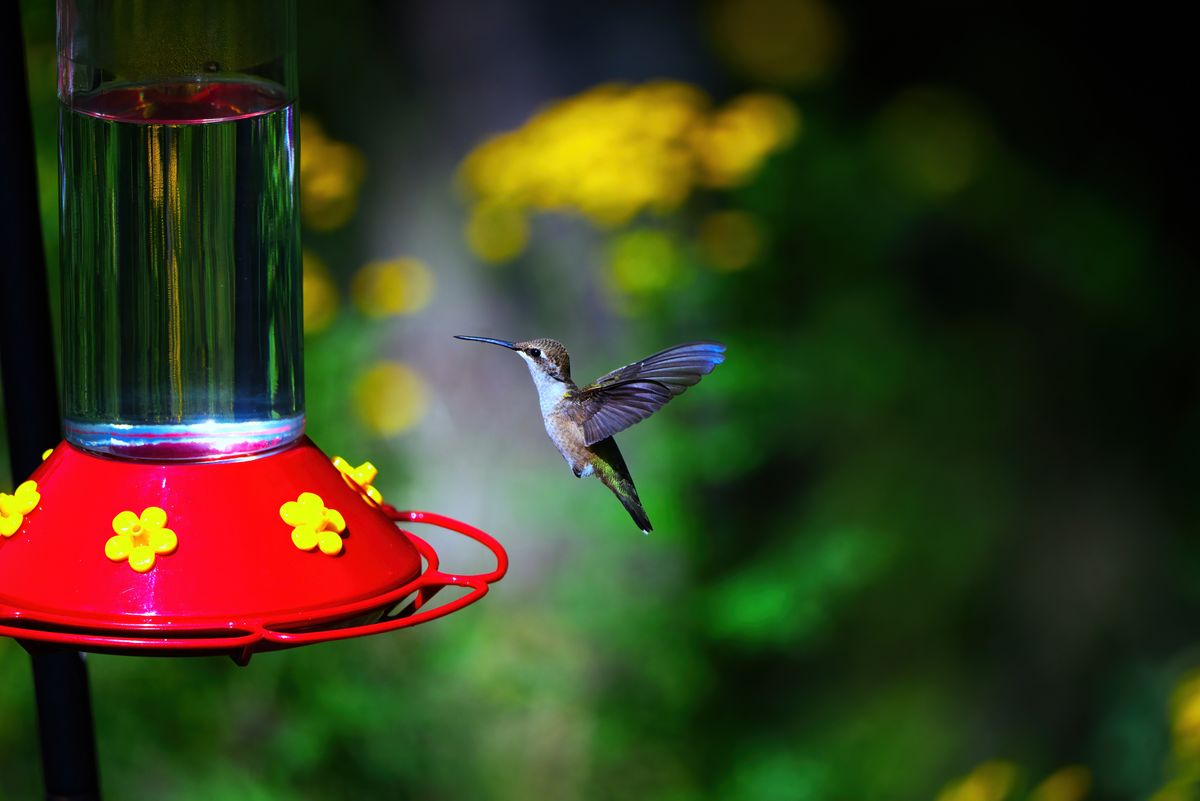 A hummingbird in mid-flight near a colorful nectar feeder in a lush summer garden.