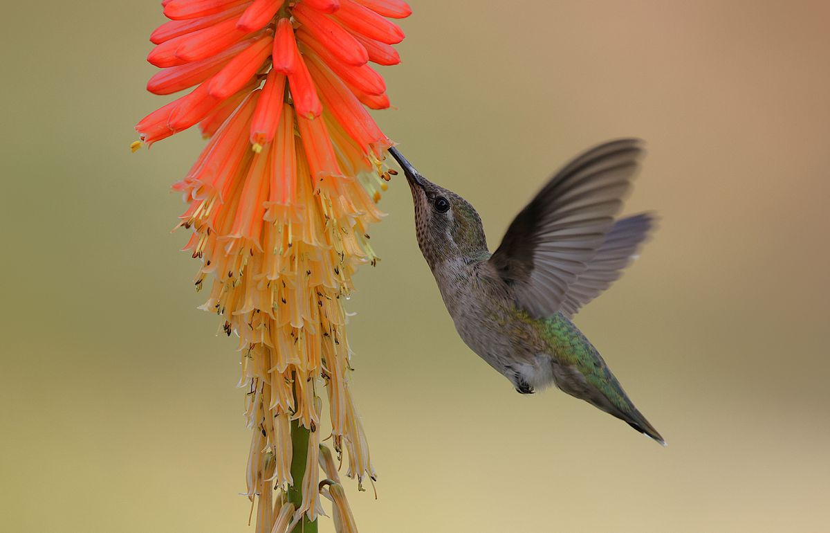 Hummingbird hovering and feeding from a vibrant flower. Nature in action.