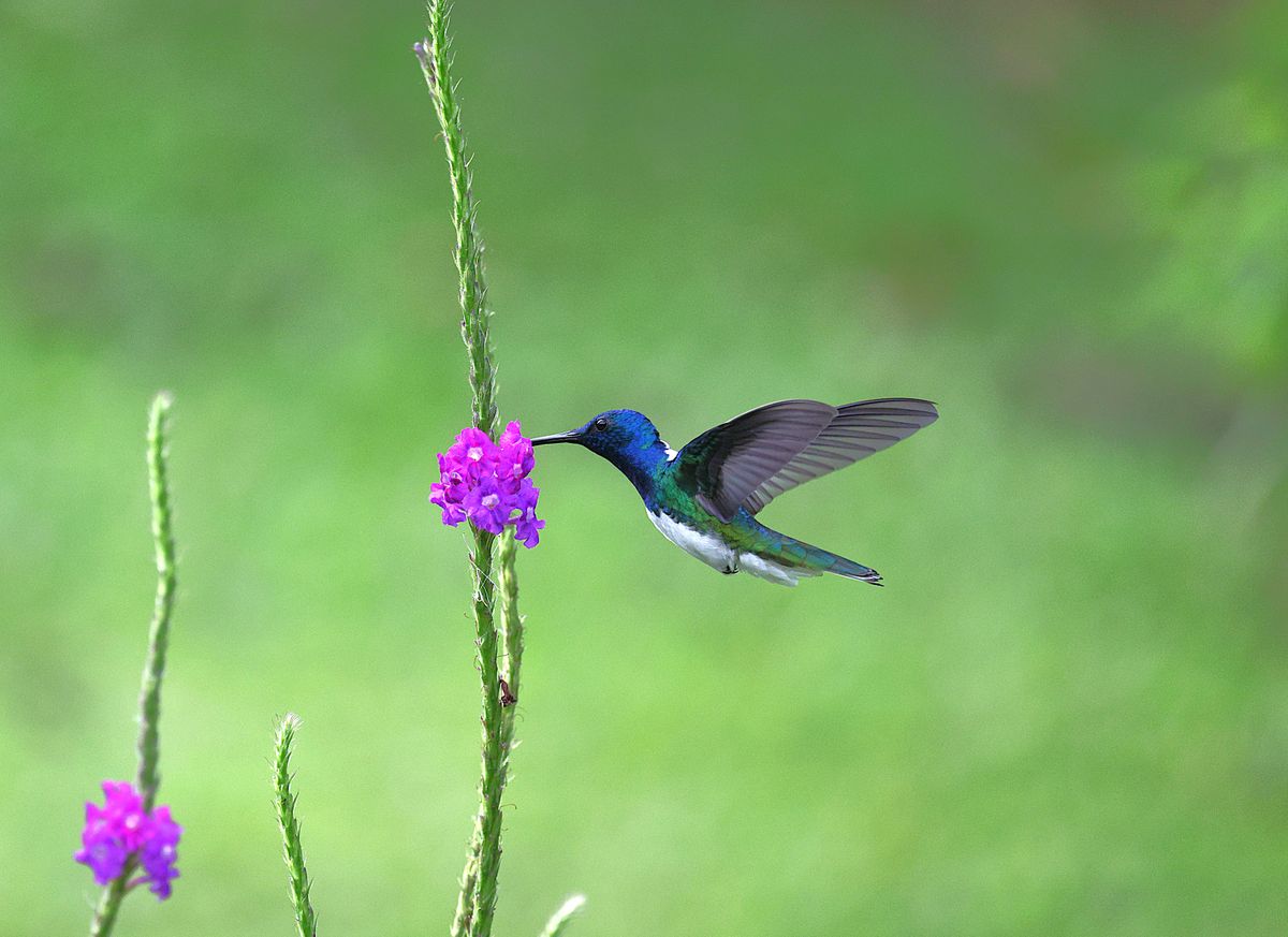 A stunning hummingbird feeding from colorful flowers in nature.