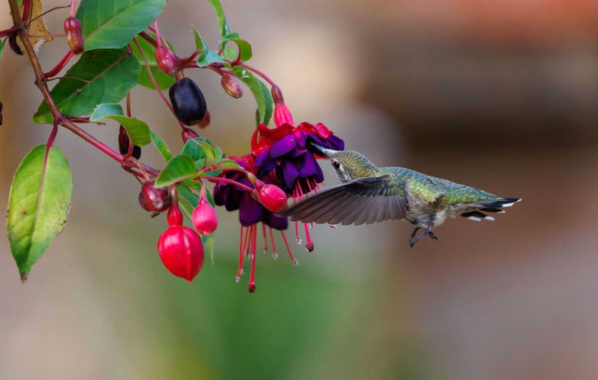A hummingbird delicately feeds on a colorful fuchsia flower, showcasing nature's beauty.