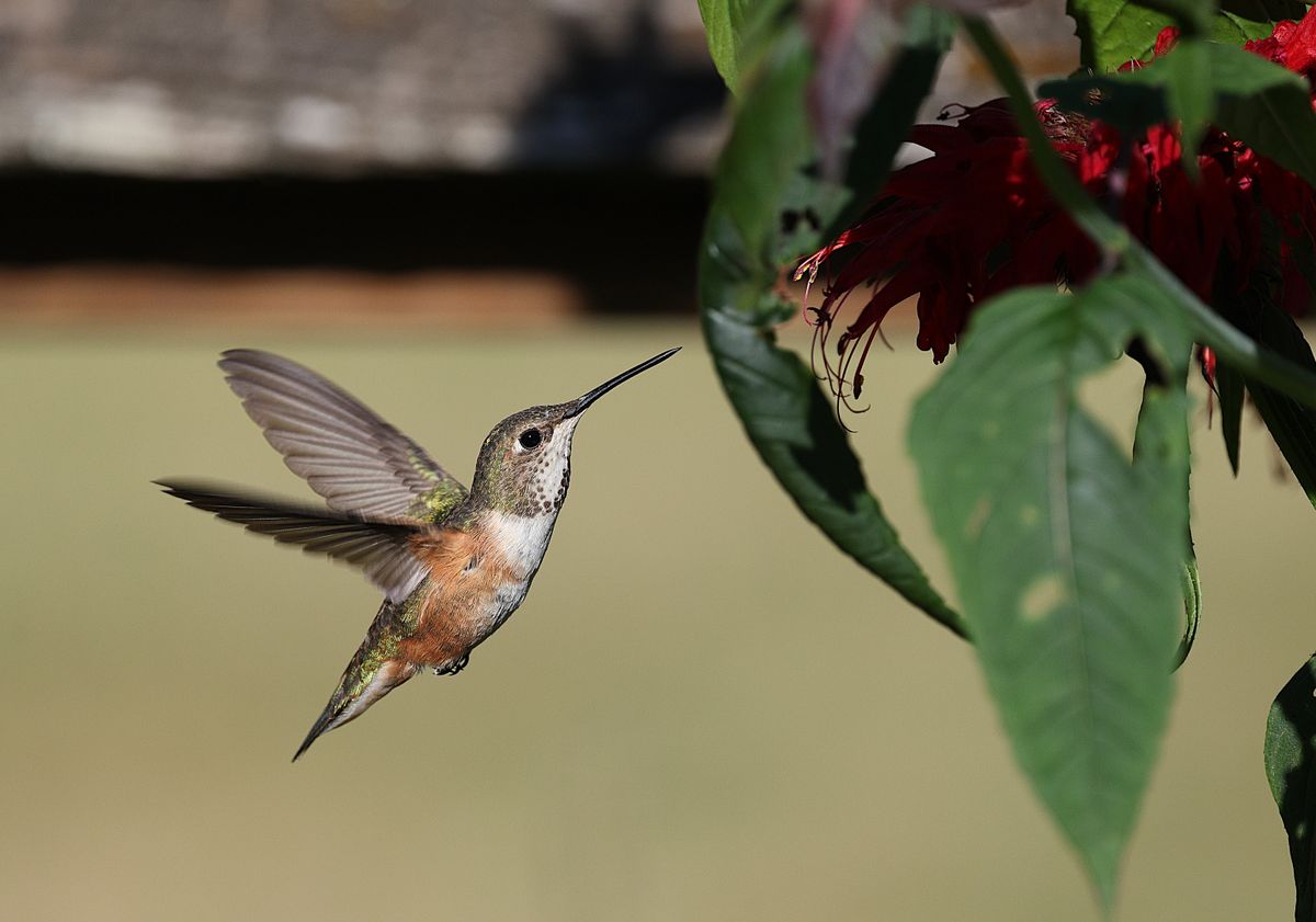 Close-up of a rufous hummingbird in flight near a vibrant red flower.