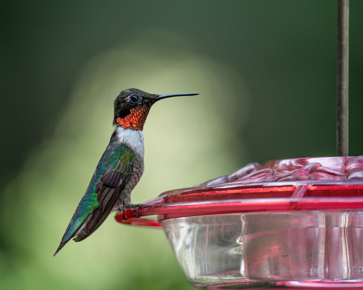 A vibrant male Ruby-throated Hummingbird sits on a feeder outdoors.