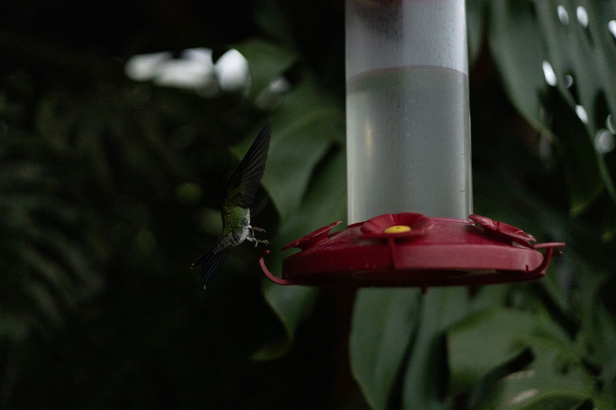 A vibrant hummingbird feeds from a red feeder amidst lush greenery, capturing the essence of nature.