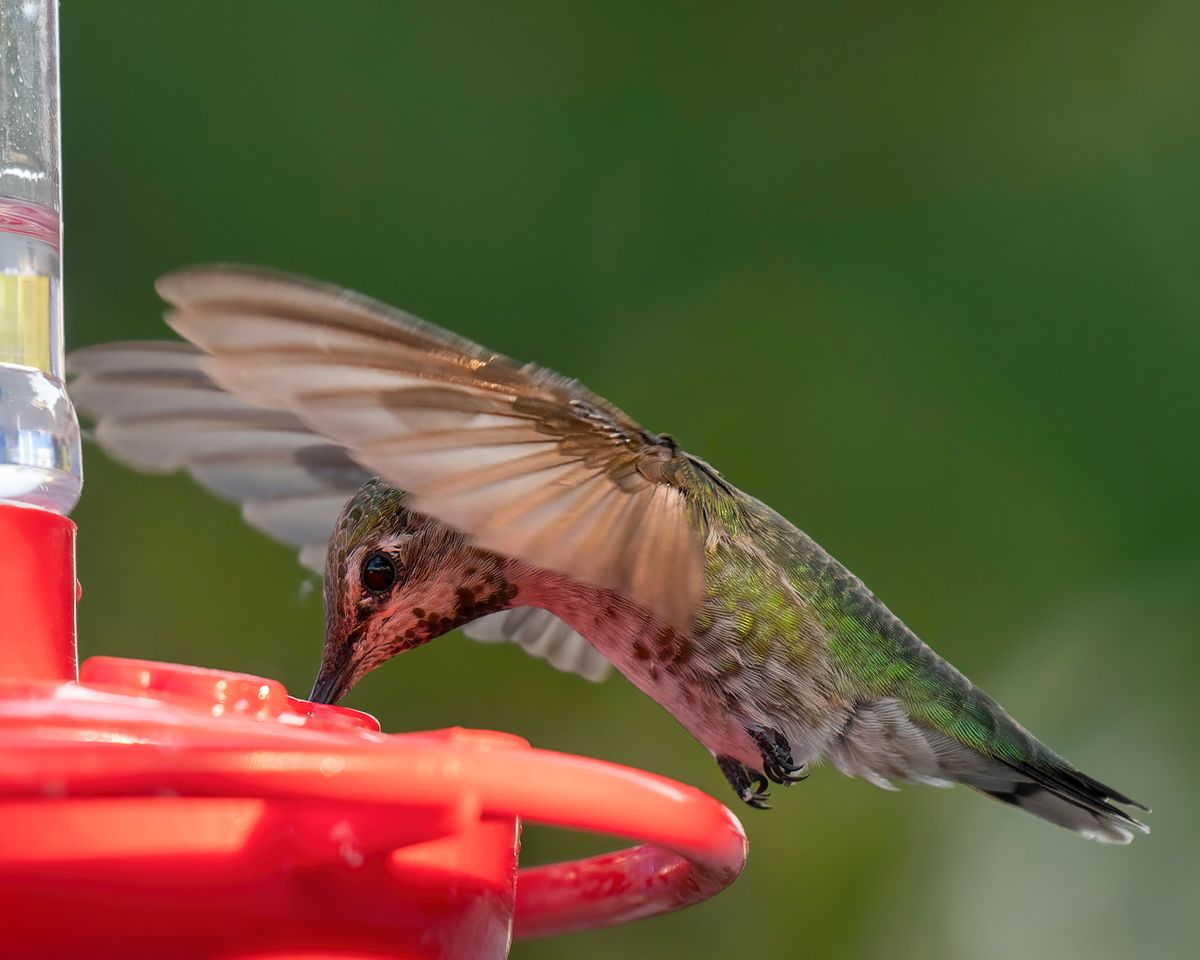 Vibrant hummingbird drinking from red feeder against a blurred green background.