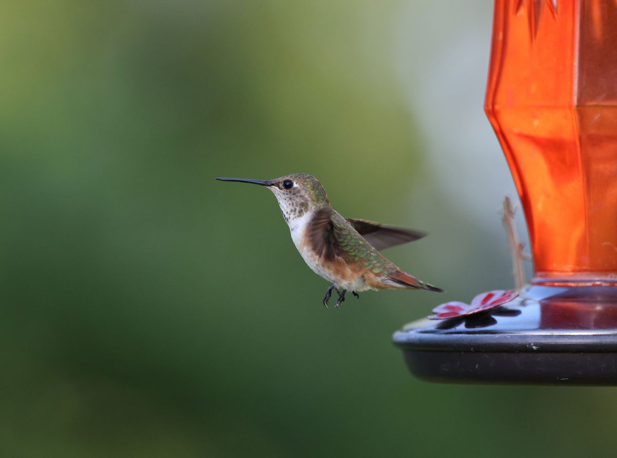 Rufous hummingbird in flight near orange feeder, showcasing vibrant plumage outdoors.