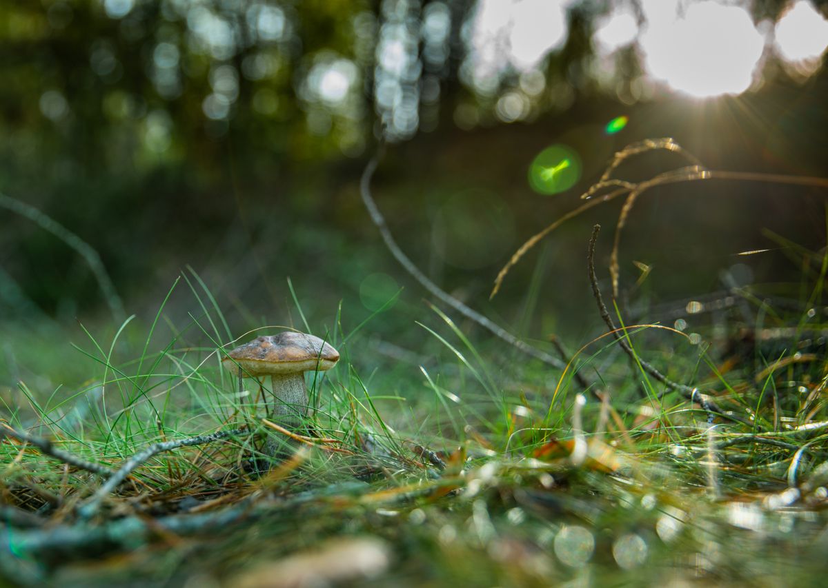 A mushroom grows amidst green grass in a sun-dappled forest scene, illuminated by natural light.
