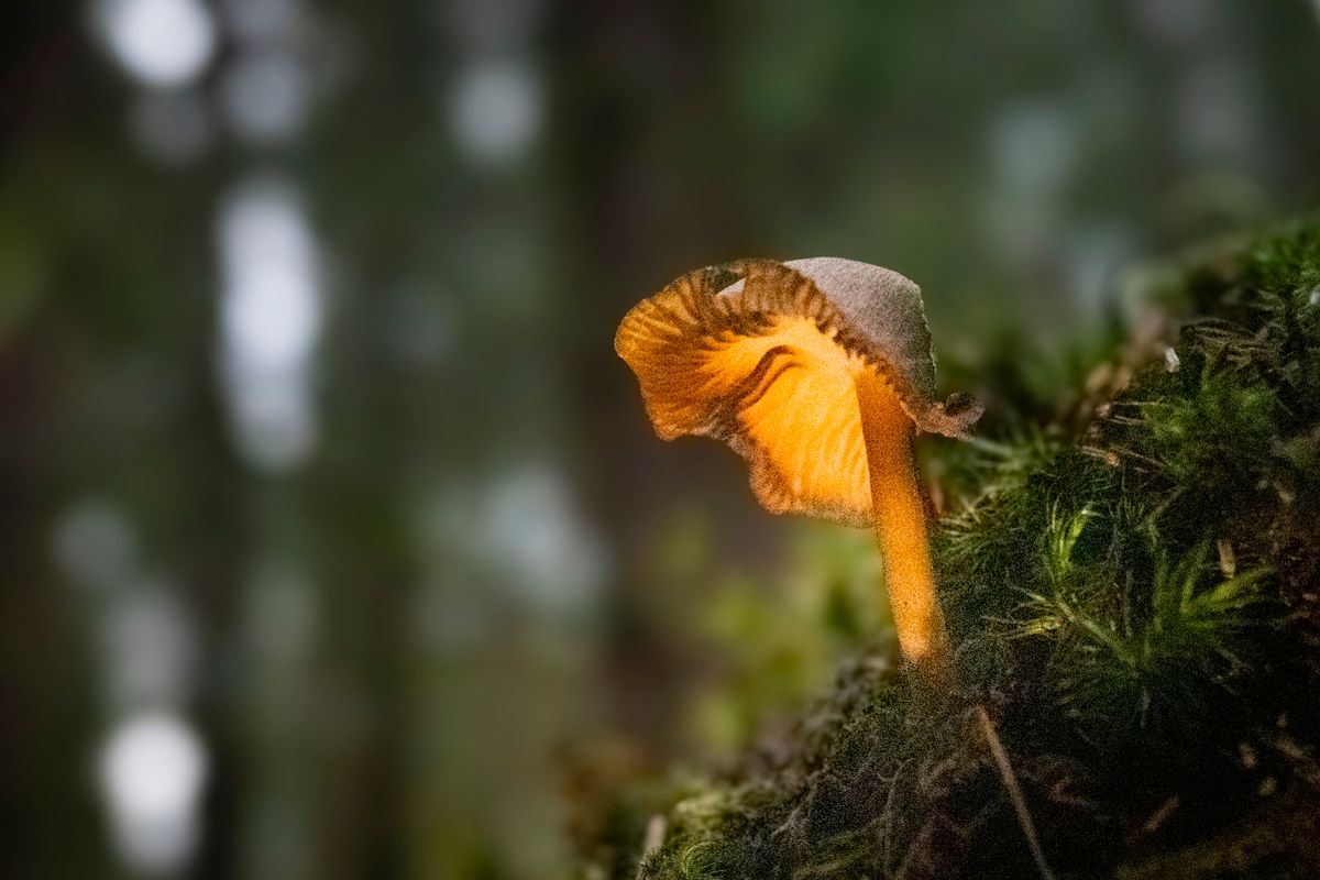 Mushroom illuminated from within against a forest background in dusk light, creating a mystical atmosphere.