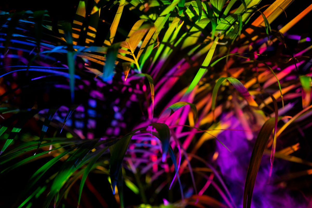 Colorful natural background with green bush illuminated by multicolored neon lights in darkness