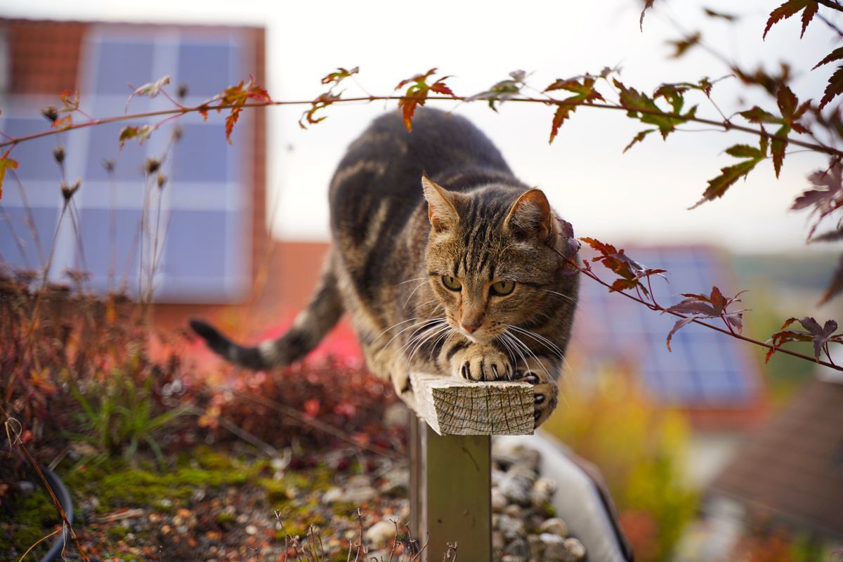 Tabby cat exploring a lush rooftop garden, surrounded by vibrant foliage and solar panels.