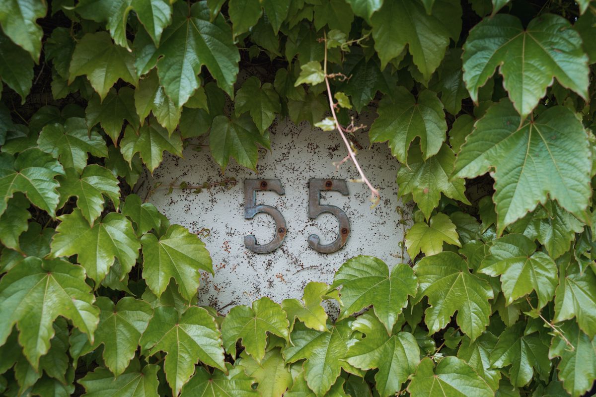 House number 55 elegantly framed by lush green ivy leaves on a garden wall.