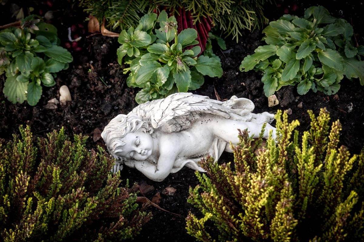 A serene angel statue nestled in a vibrant garden surrounded by green plants and rich soil.