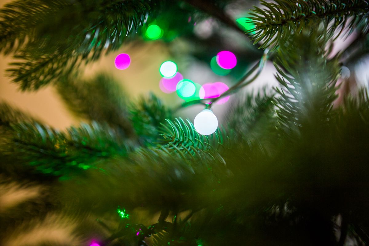 Vibrant close-up of colorful Christmas lights on a tree branch.