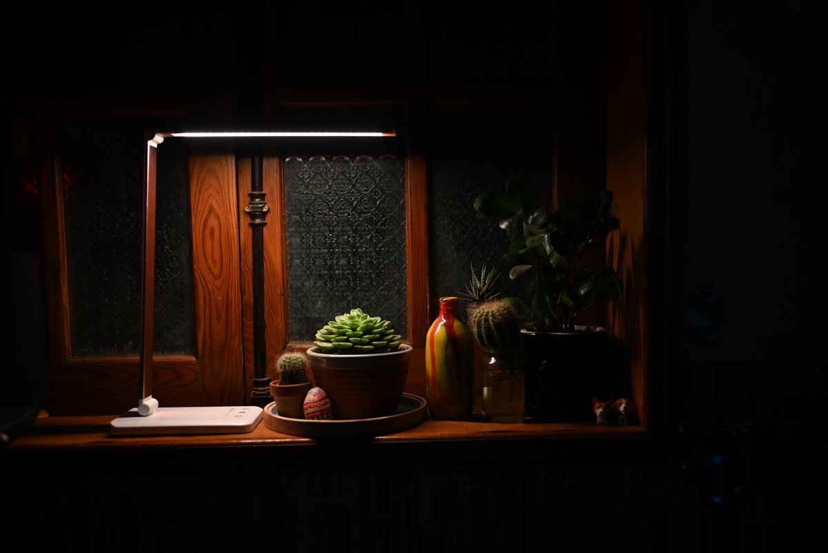 Warmly lit indoor garden with potted plants and lamp on a wooden window sill.