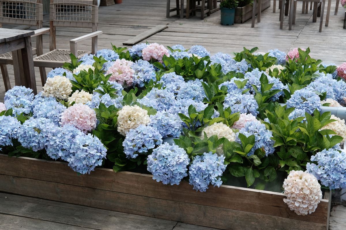 Colorful hydrangea blooms in a rustic planter on a wooden deck, offering a serene outdoor setting.