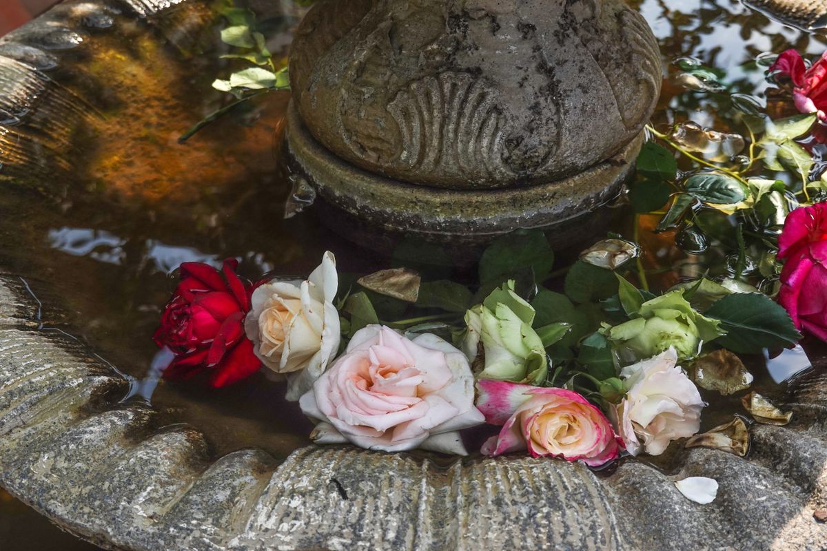 Close-up of vibrant roses floating in a rustic stone fountain, creating a serene outdoor floral scene.