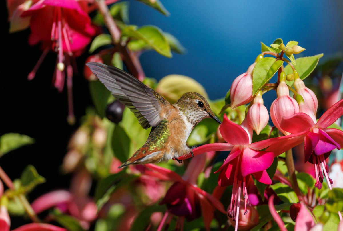 A hummingbird delicately feeds on bright pink fuchsia flowers, showcasing nature's beauty.