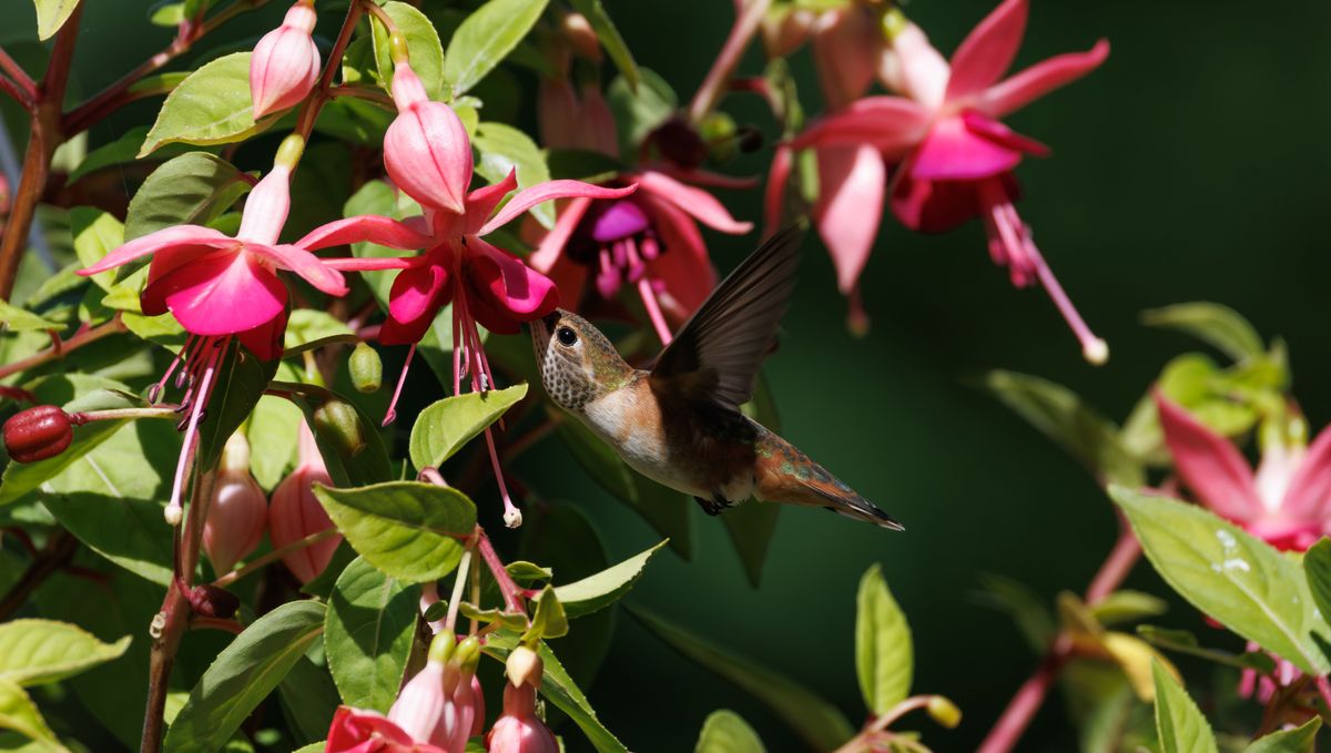 A hummingbird hovers while feeding on bright pink fuchsia flowers in a summer garden.