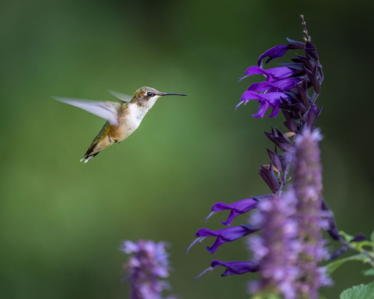 Close-up of a hummingbird flying near purple flowers, capturing nature's beauty in motion.