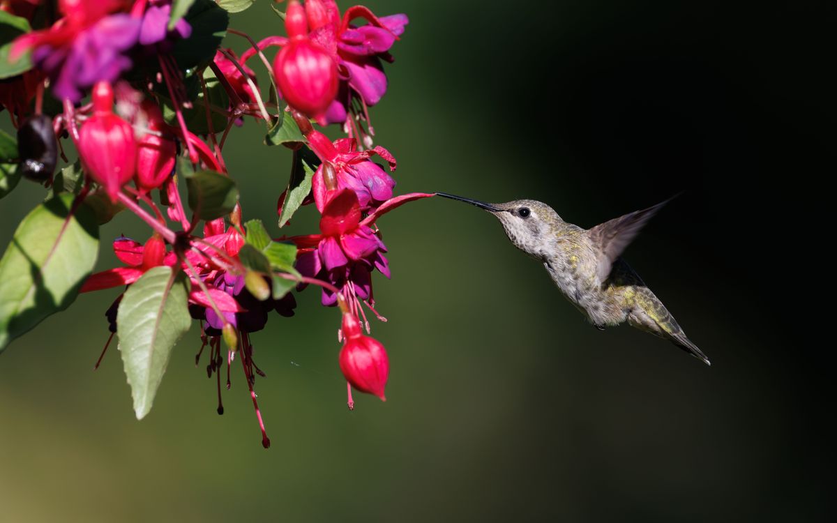 A hummingbird hovers, feeding on a vivid fuchsia flower against a dark background.