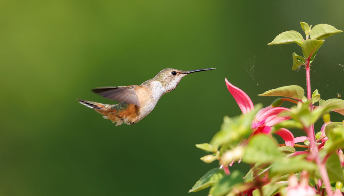 A hummingbird hovers beside a vibrant pink flower against a green background.